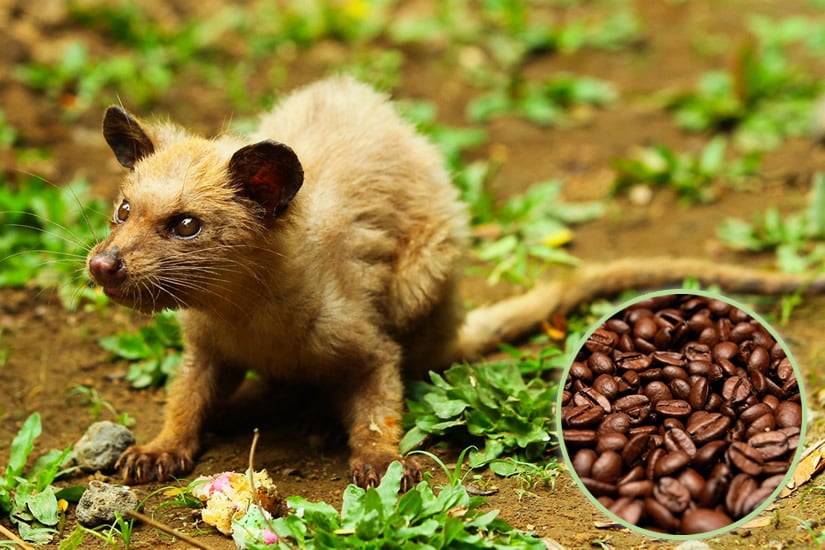 Asian palm civet - Kopi Luwak coffe