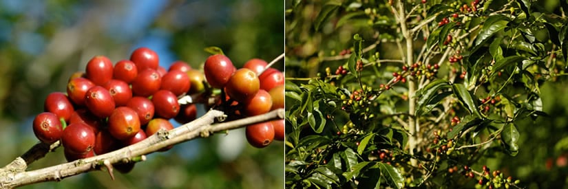 Esmeralda Special Geisha coffe