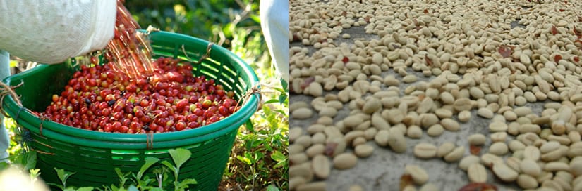 Expensive coffee - Esmeralda Special Geisha