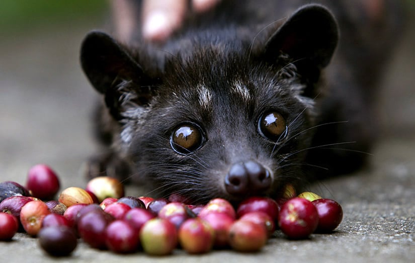 Kopi Luwak - civet coffee