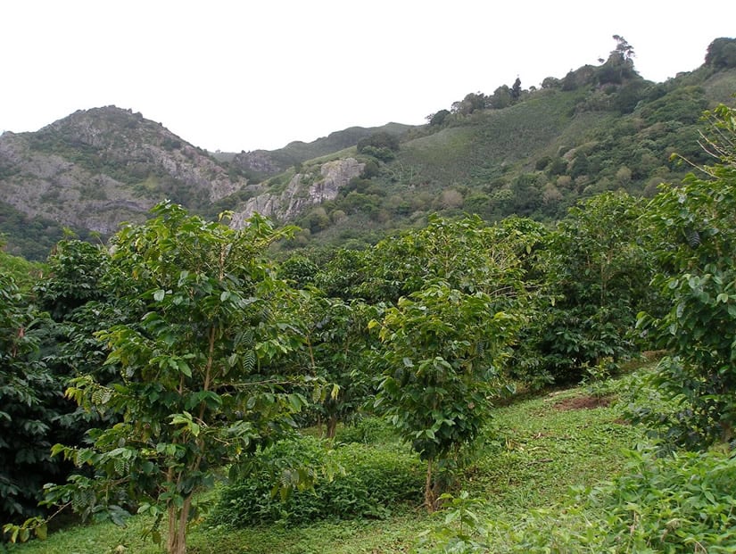 St. Helena Coffee - expensive coffee