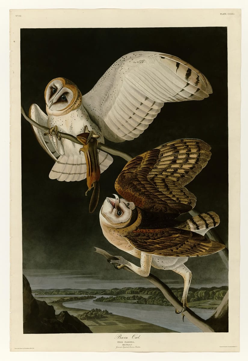 Birds of America Barn Owl