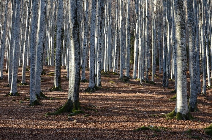 Fungi Collection Furniture 3