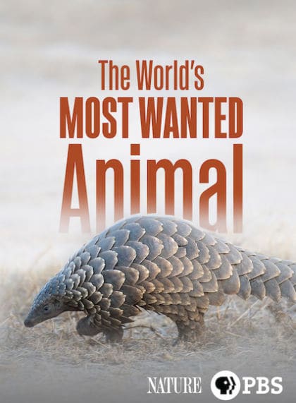 The World’s Most Wanted Animal
