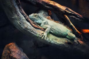 72 Dangerous Animals