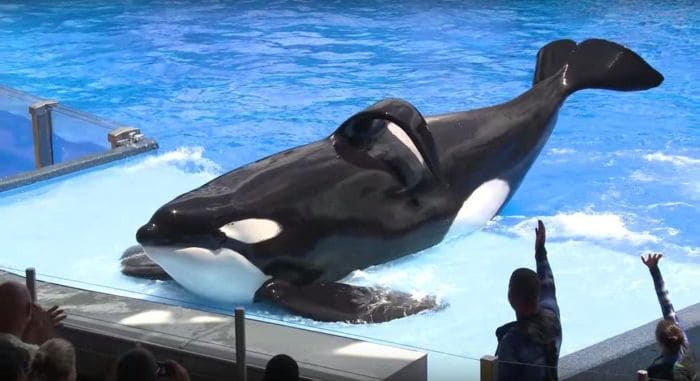 Blackfish