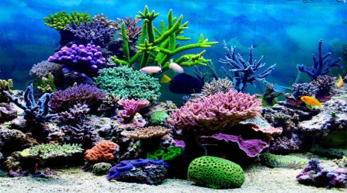 Chasing Coral