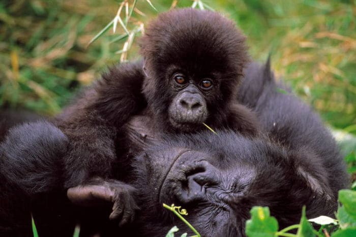 Virunga