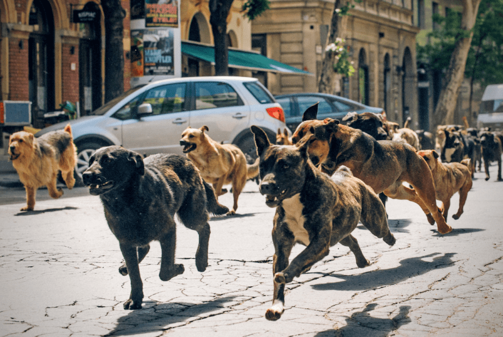 19+ Best Dog Movies You Can Watch On Netflix