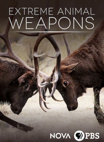 NOVA: Extreme Animal Weapons
