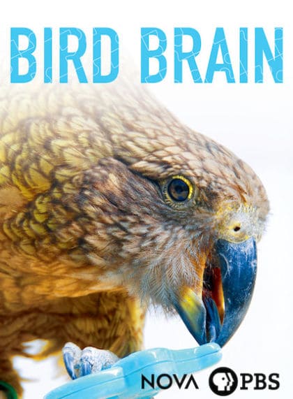 NOVA: The Bird Brain