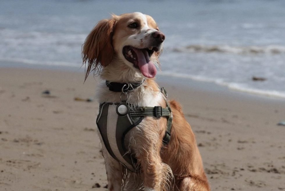 Keep Track Of Your Pet With The Nomad Rugged Pet Tag