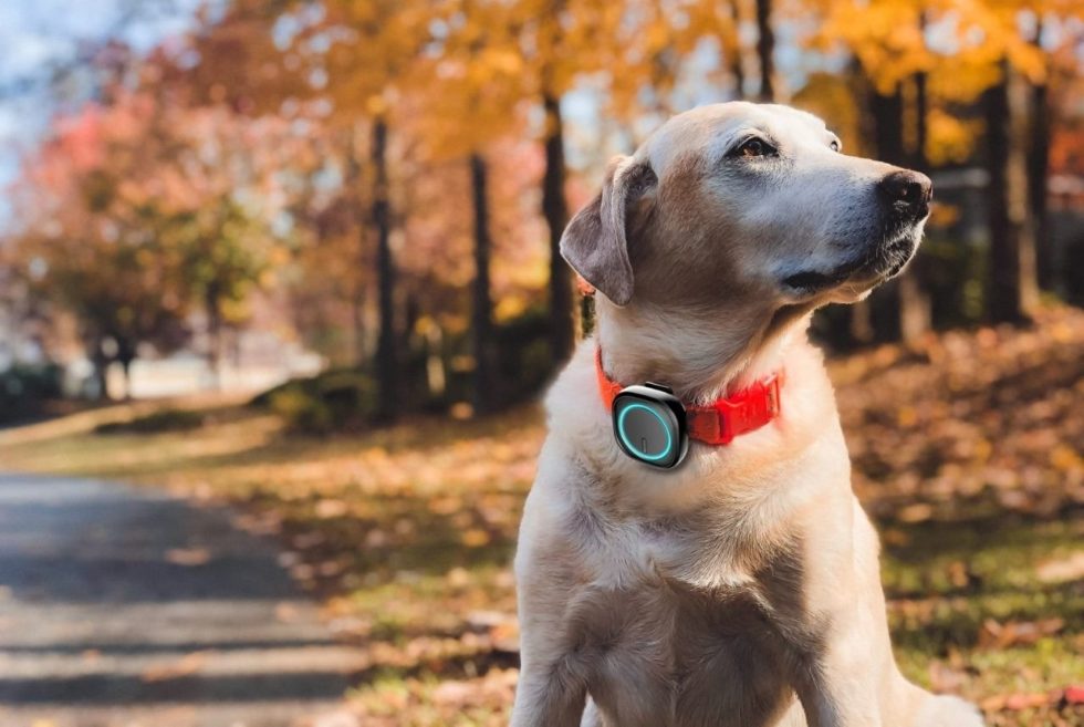 Monitor Fitness and Whereabouts Of your Pet With The MoFinderX1 GPS Pet Tracker