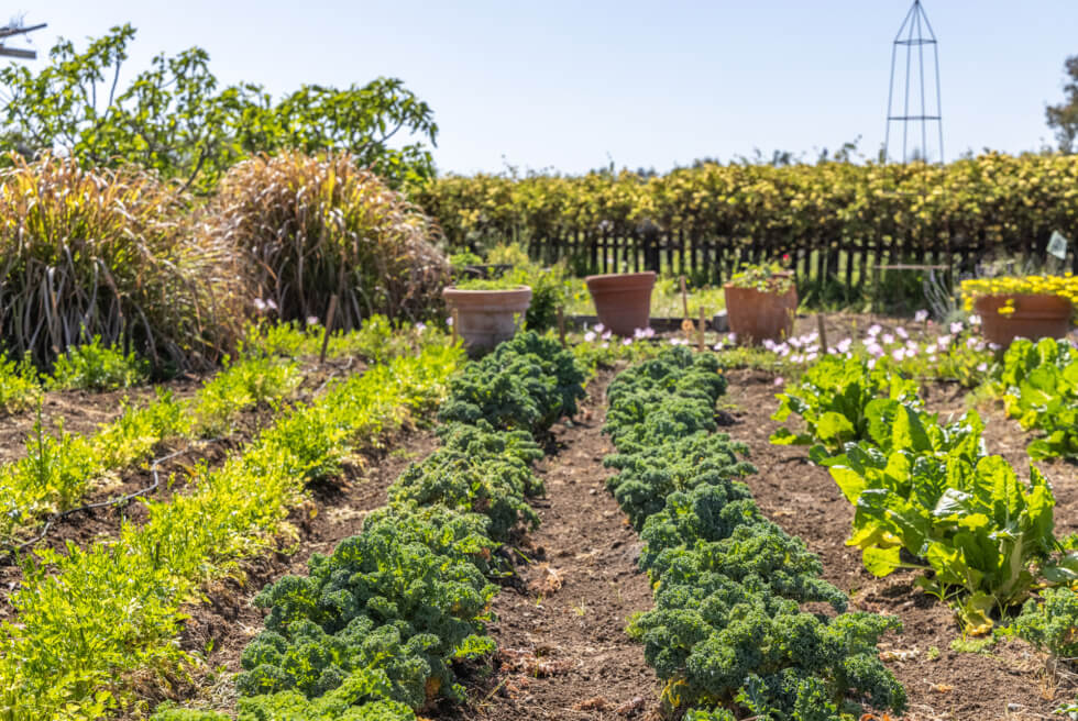 Villa Nafissa plants