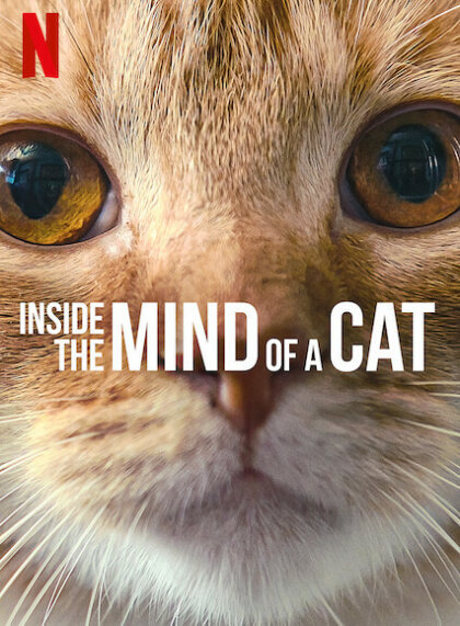 Inside the Mind of a Cat